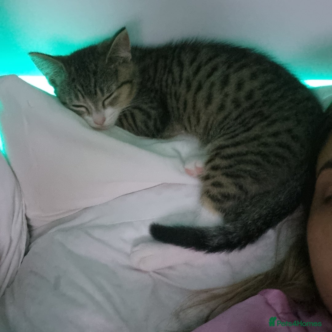 American Shorthair cats for sale: Gorgeous girls looking for new home🏡 - Image 12