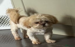Shih Tzu dogs for sale: Last Male Teddy Puppy 🐻 🤍  - Image 2