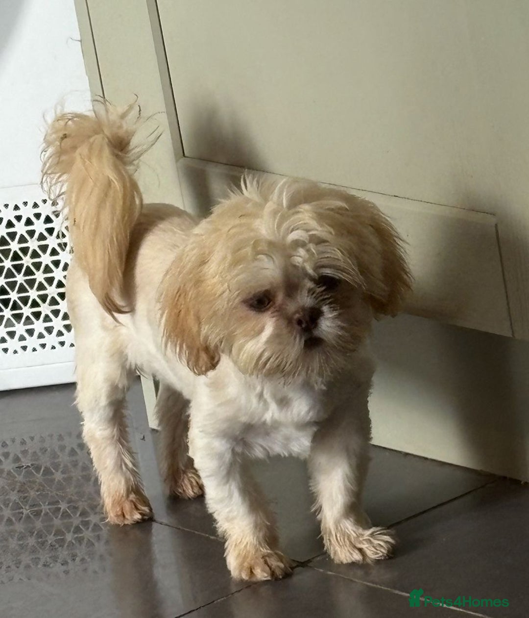 Shih Tzu dogs for sale: Last Male Teddy Puppy 🐻 🤍  - Image 2