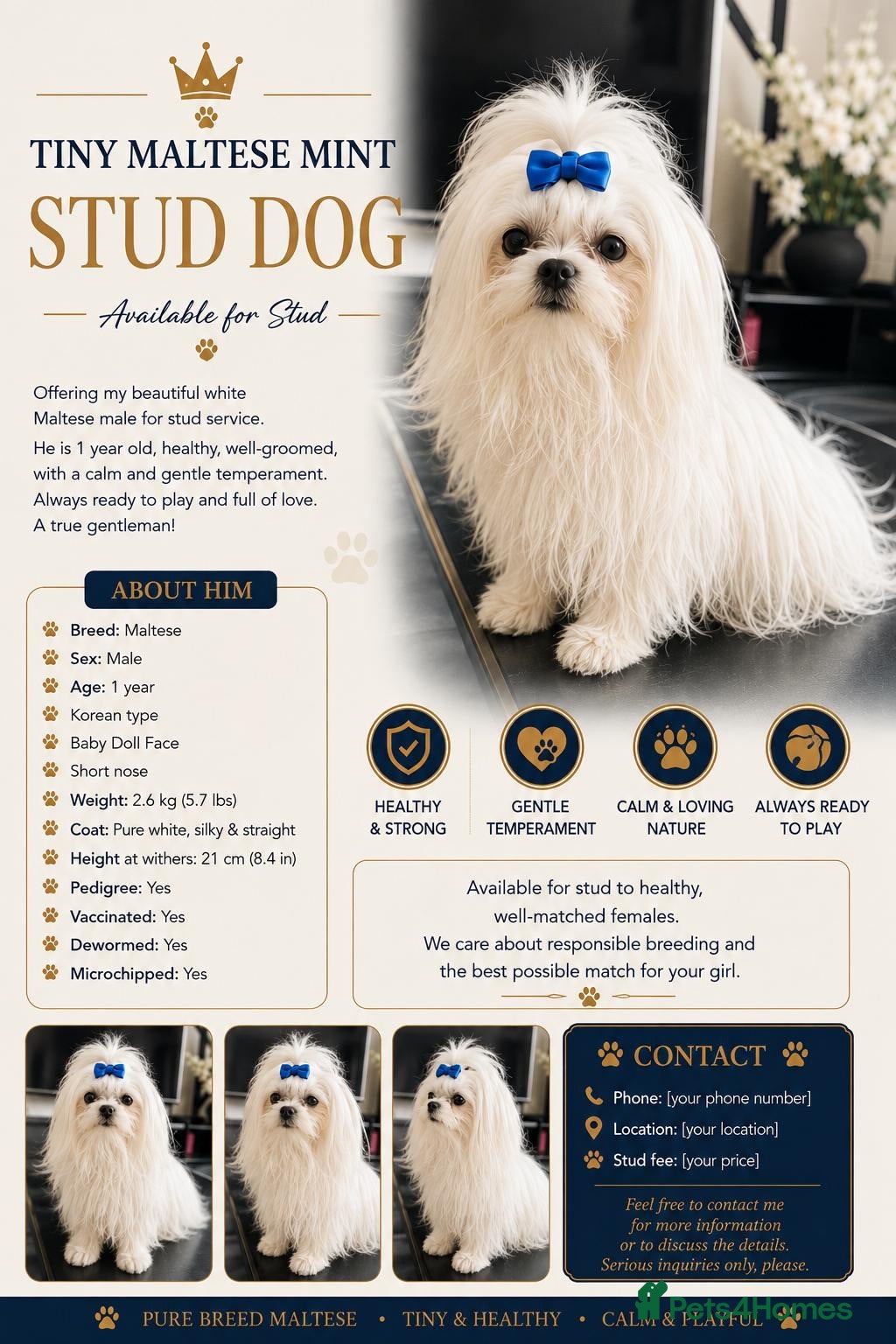 Maltese dogs Gorgeous Maltese dog for stud. - Advert 7
