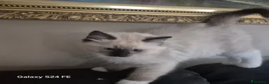 Ragdoll 1 Male