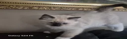 Ragdoll cats for sale: GCCF Reg. Ragdoll kittens, Champion lines - Advert 5