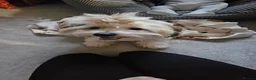 Shih Tzu dogs for stud: Shih tzu Jack Russel Crossbreed Patchy in Bedworth - Advert 7