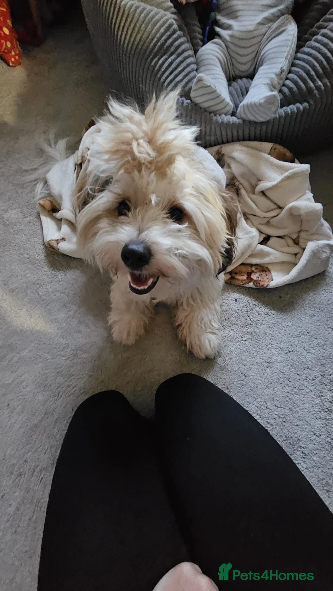 Shih Tzu dogs for stud: Shih tzu Jack Russel Crossbreed Patchy in Bedworth - Advert 7