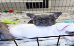 French Bulldog dogs for sale: Beautiful Boy Frenchie Puppy - Image 16