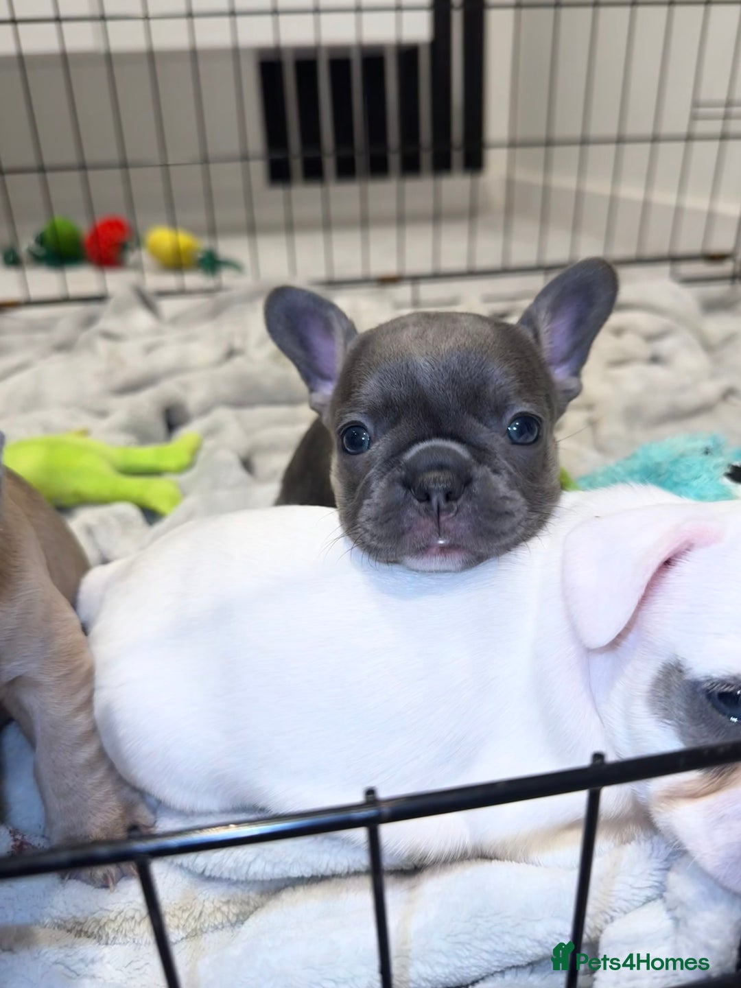 French Bulldog dogs for sale: Beautiful Boy Frenchie Puppy - Image 16