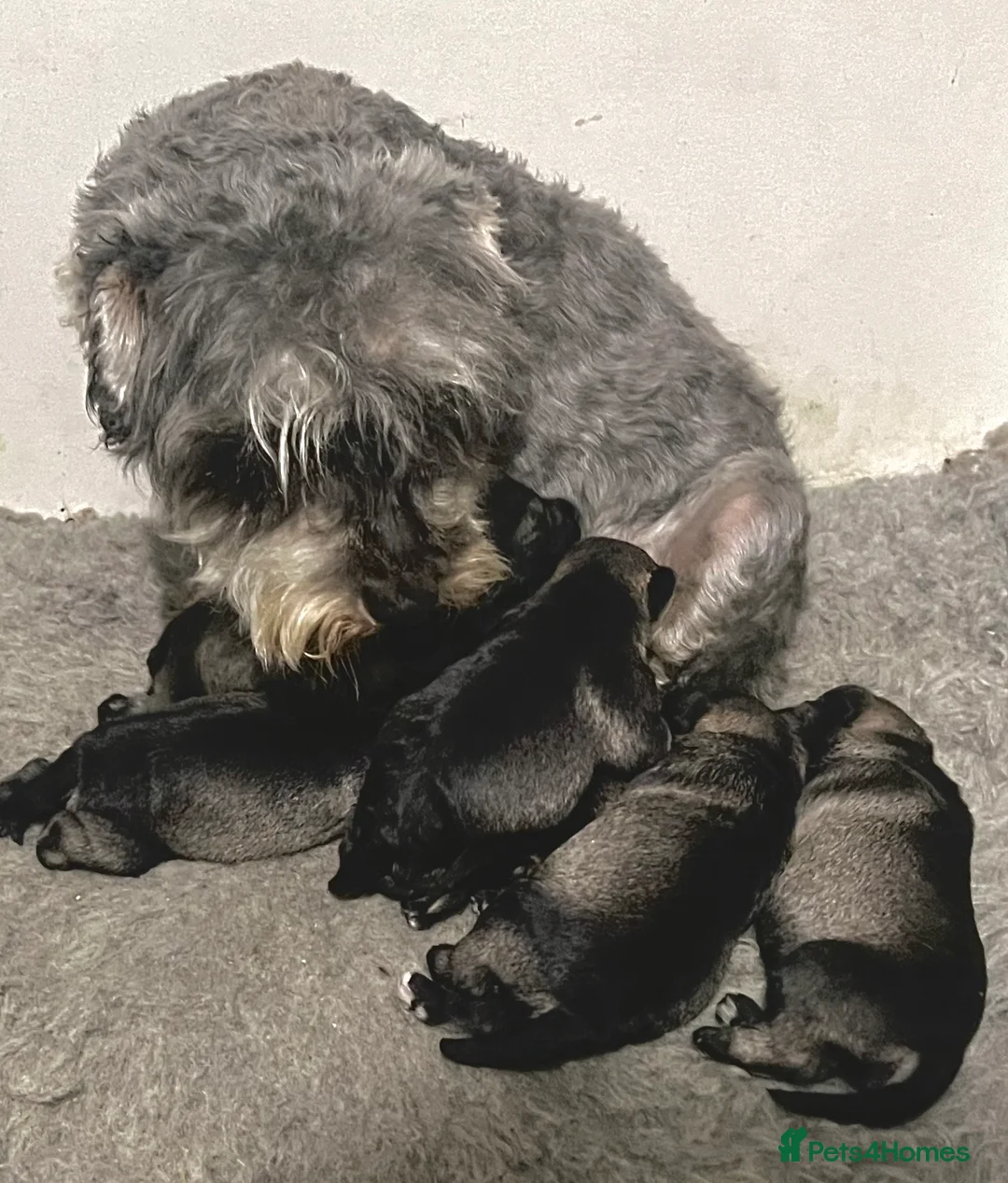 Miniature Schnauzer dogs for sale: Miniature Schnauzer Puppies  - Advert 6