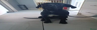 Cane Corso 1