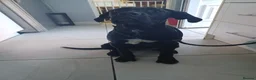 Cane Corso dogs for sale: Nylah - Advert 2