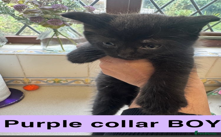 Mixed Breed cats - Advert 1