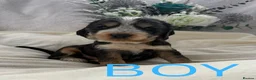 Cocker Spaniel dogs for sale: Show Cocker Spaniel - Advert 6