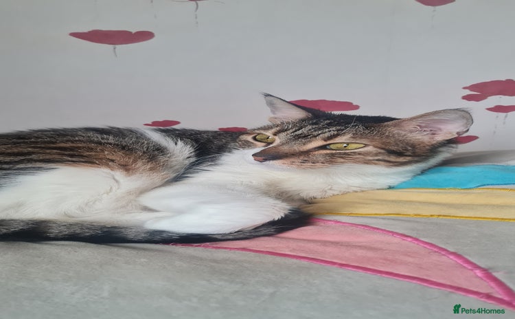 Mixed Breed cats - Advert 2