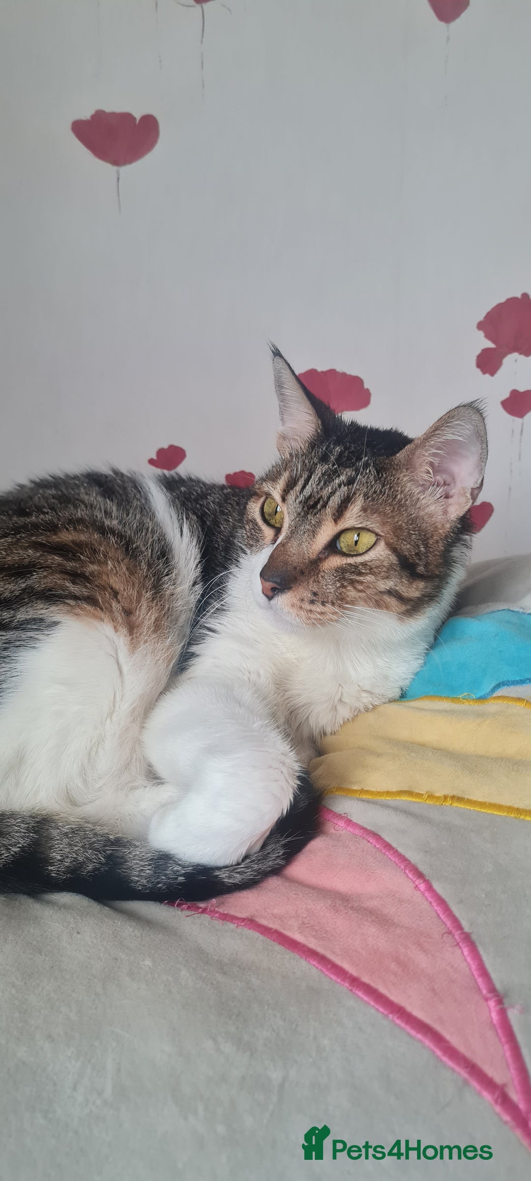 Mixed Breed cats for adoption: Lovely and fun Kito looking for a warm home <3 - Image 1