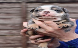 English Bulldog dogs for sale: English bulldogs - Image 6
