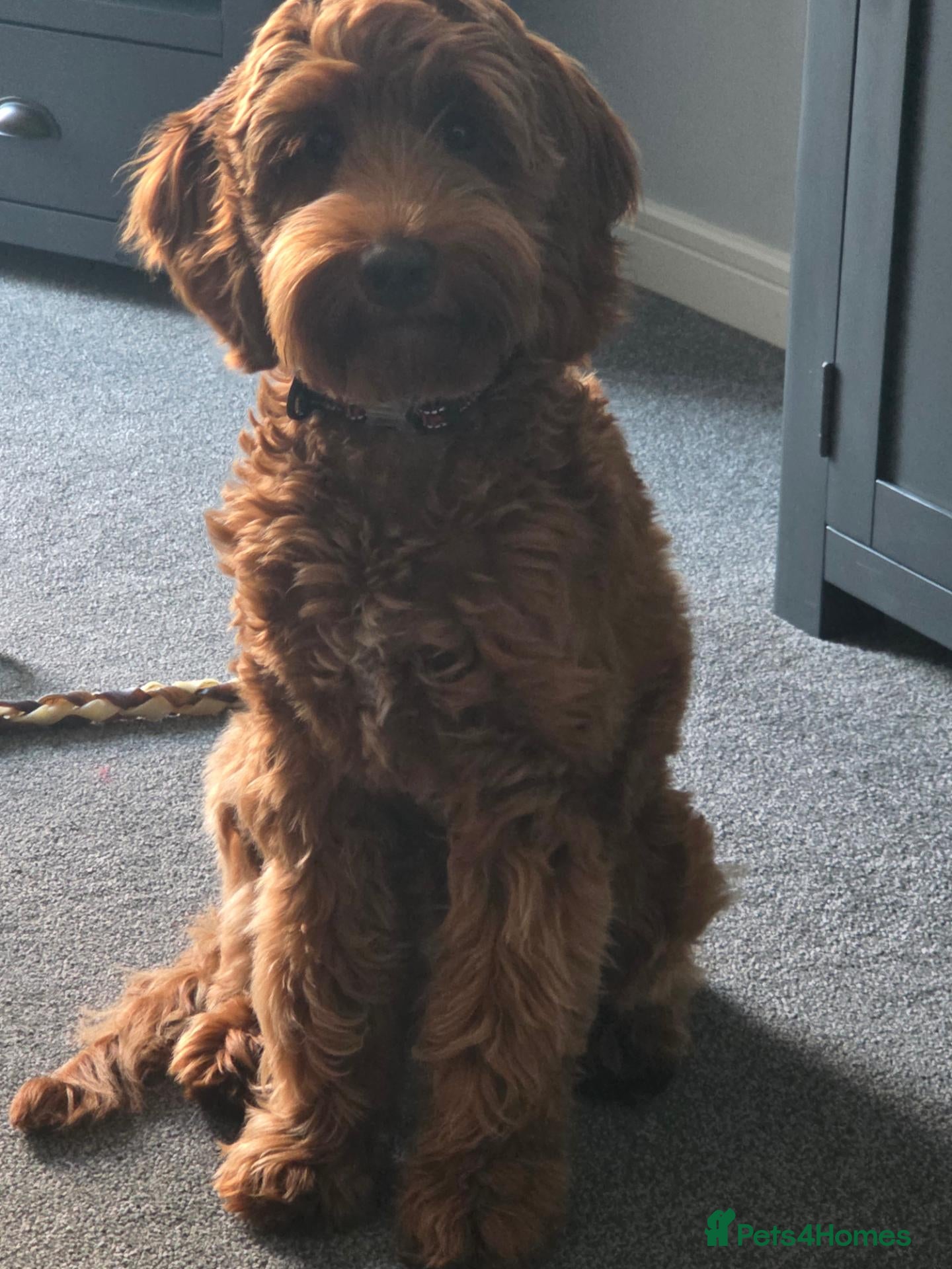 Australian Labradoodle dogs Australian labradoodle red Male - Advert 7