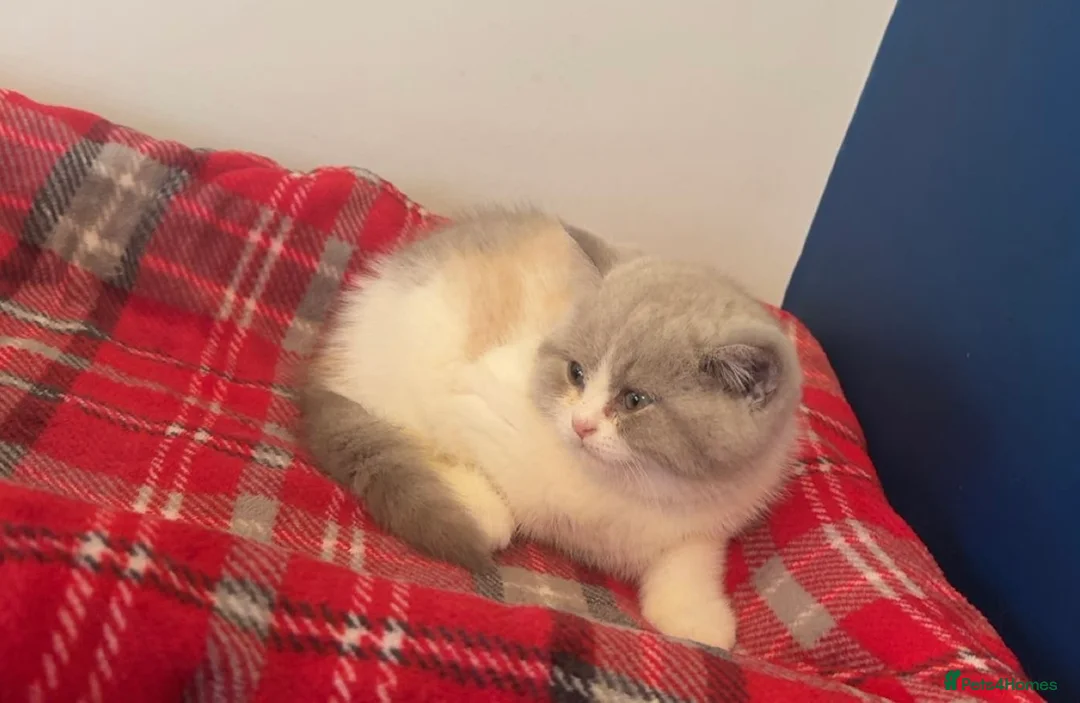 British Shorthair cats for sale: Stunning GCCF registered Lilac Tortie  - Advert 3