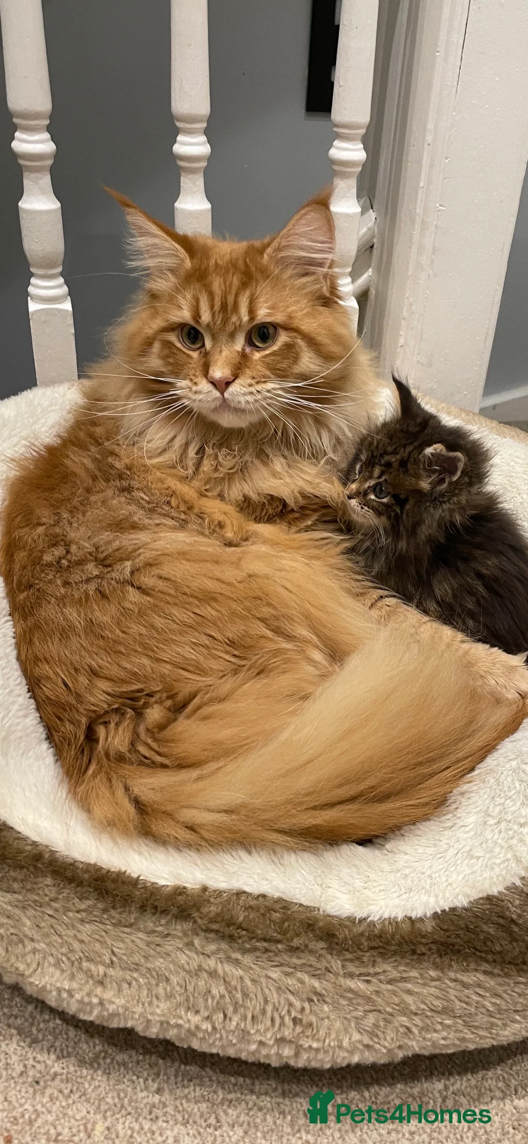 Maine Coon cats for stud: Maine coon available stud duties only xxl in Rochdale - Advert 4