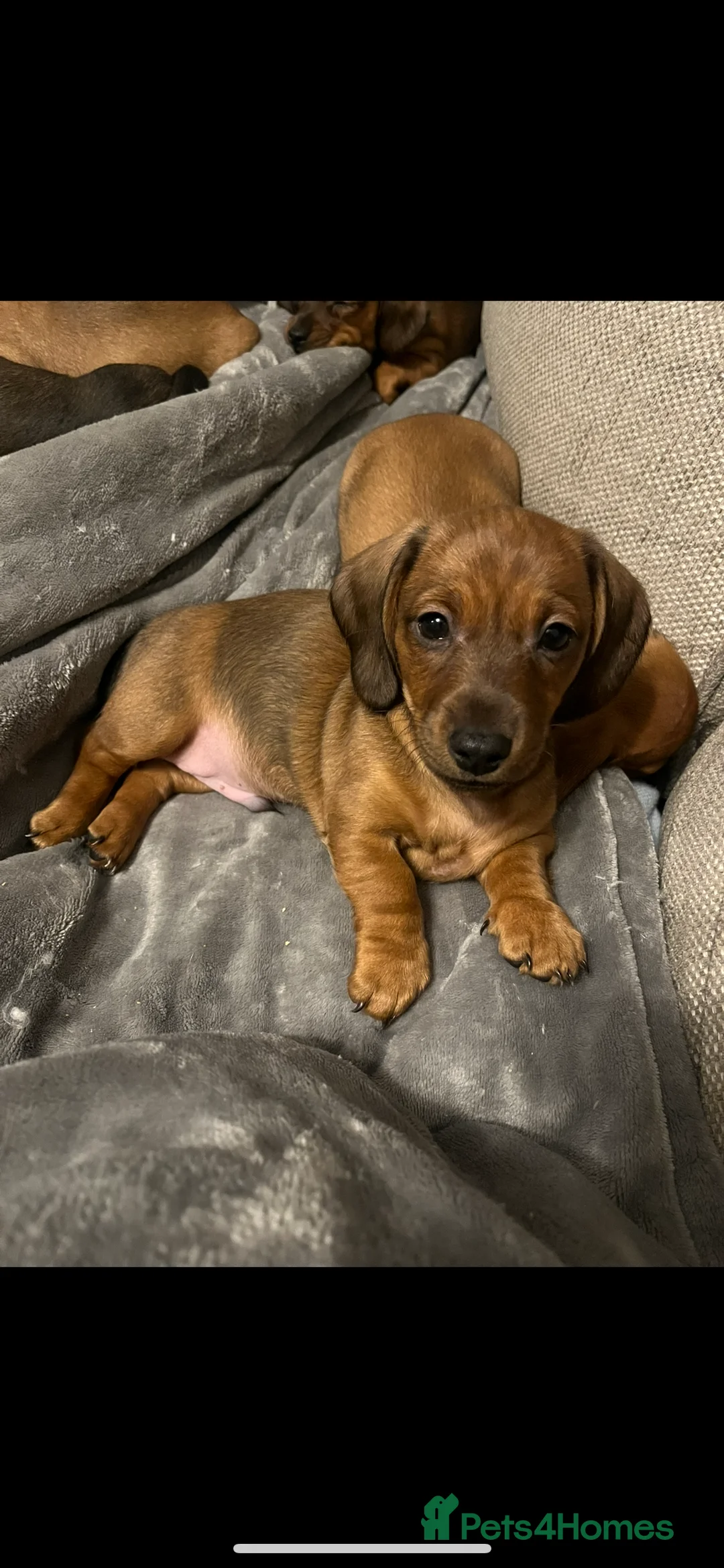 Dachshund dogs for sale: Red dachshund puppies  - Advert 22