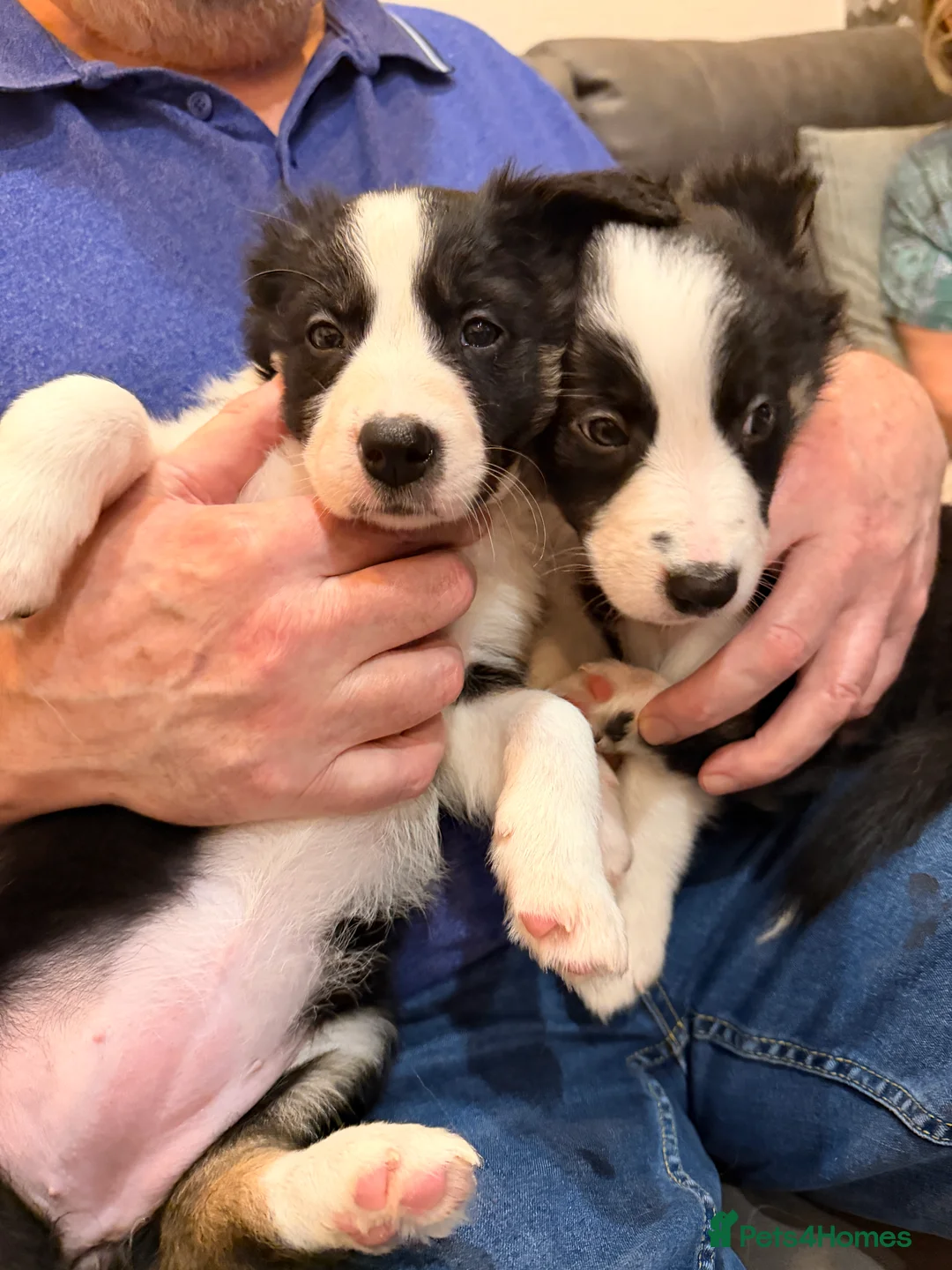 Mixed Breed dogs for sale: Stunning Border Collie Cross Puppies Family Raised - Advert 23