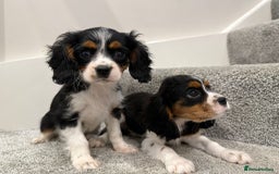 Cavalier King Charles Spaniel dogs for sale: Cavalier puppies  - Image 6