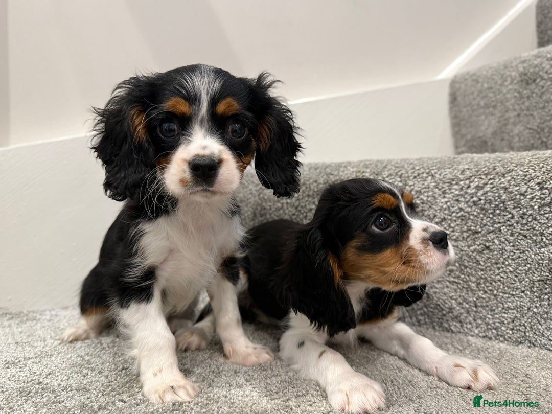 Cavalier King Charles Spaniel dogs for sale: Cavalier puppies  - Image 6