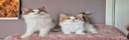Munchkin cats for sale: Beautiful Munchkin kittens  - Advert 1