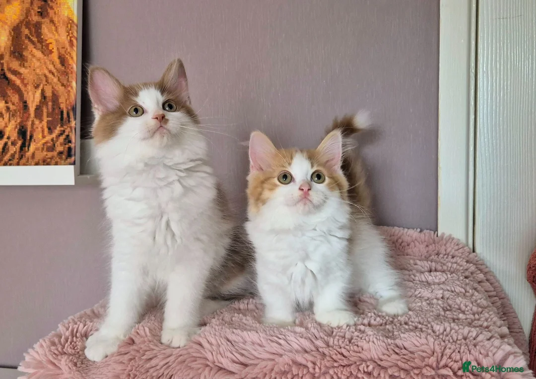 Munchkin cats for sale: Beautiful Munchkin kittens  - Advert 1