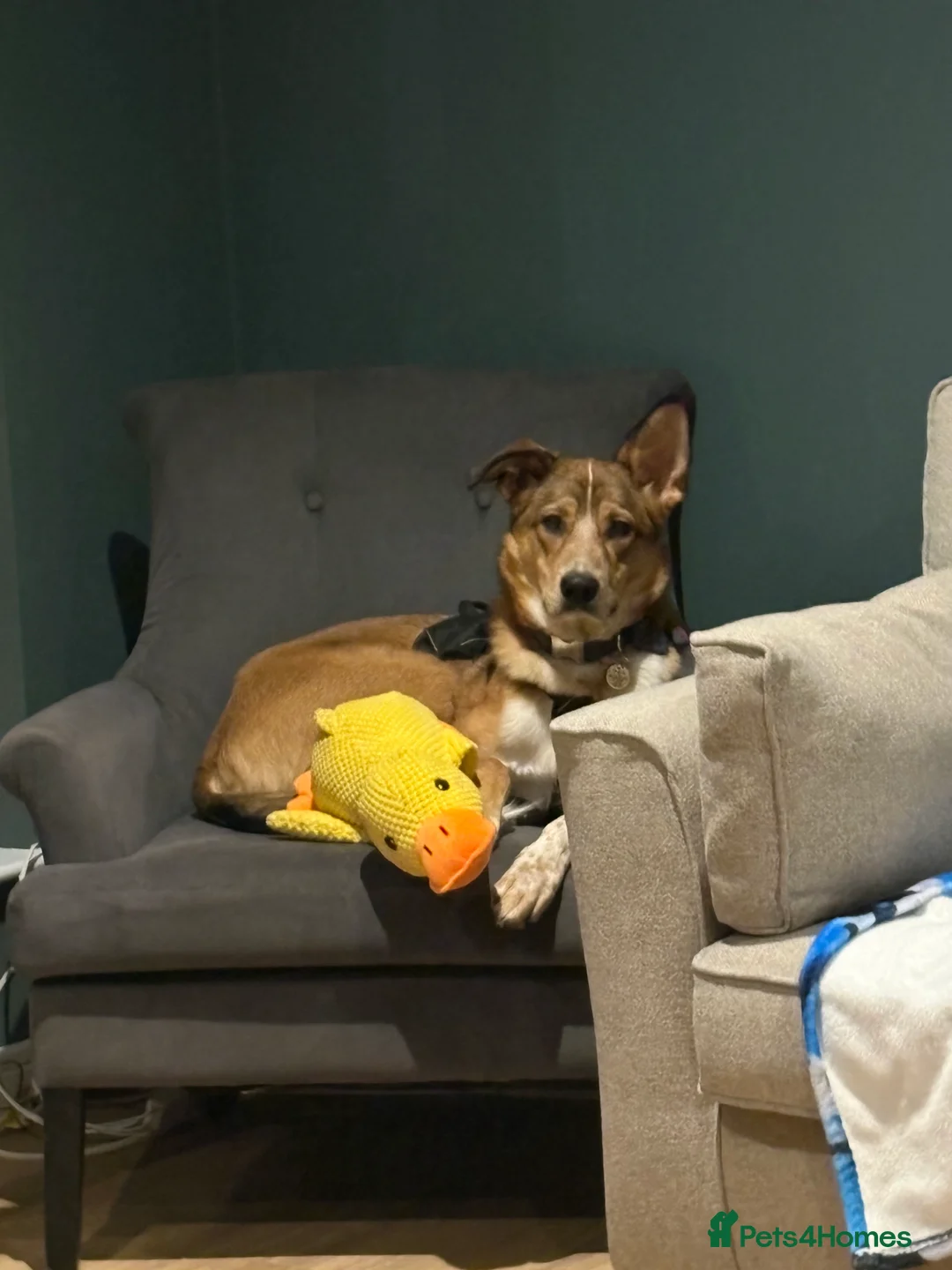 Mixed Breed dogs for sale: Beautiful mixed breed boy - Marley (rehome) - Advert 3