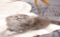 British Shorthair cats for sale: Champion Bloodlines BSH kittens  - Image 6