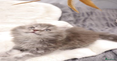 British Shorthair cats - Advert 9