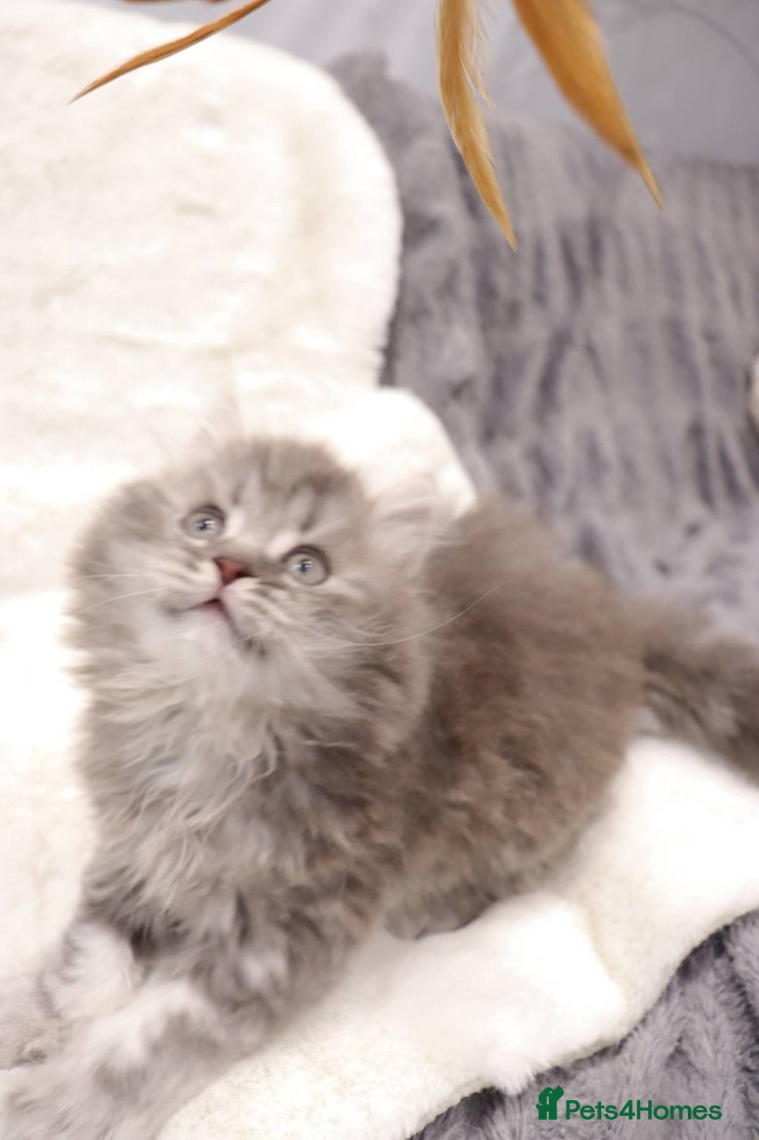 British Shorthair cats for sale: Champion Bloodlines BSH kittens  - Image 6