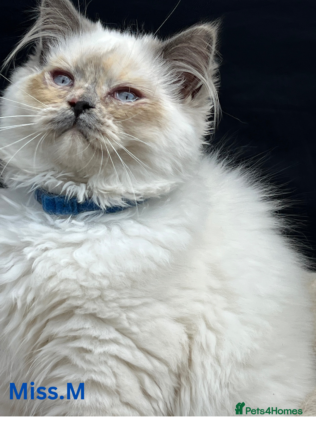 British Shorthair cats for sale: Adorable British Shorthair Kittens. in Clitheroe - Image 12