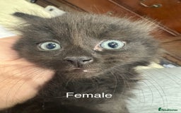 Domestic Shorthair cats for sale: 4 male kittens 3 female kittens pickup whenever - Image 4