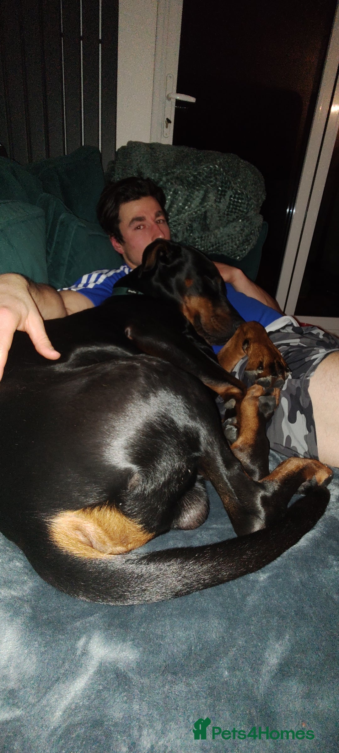 Dobermann dogs for sale: 4 year old Male Doberman looking for forever home - Image 32