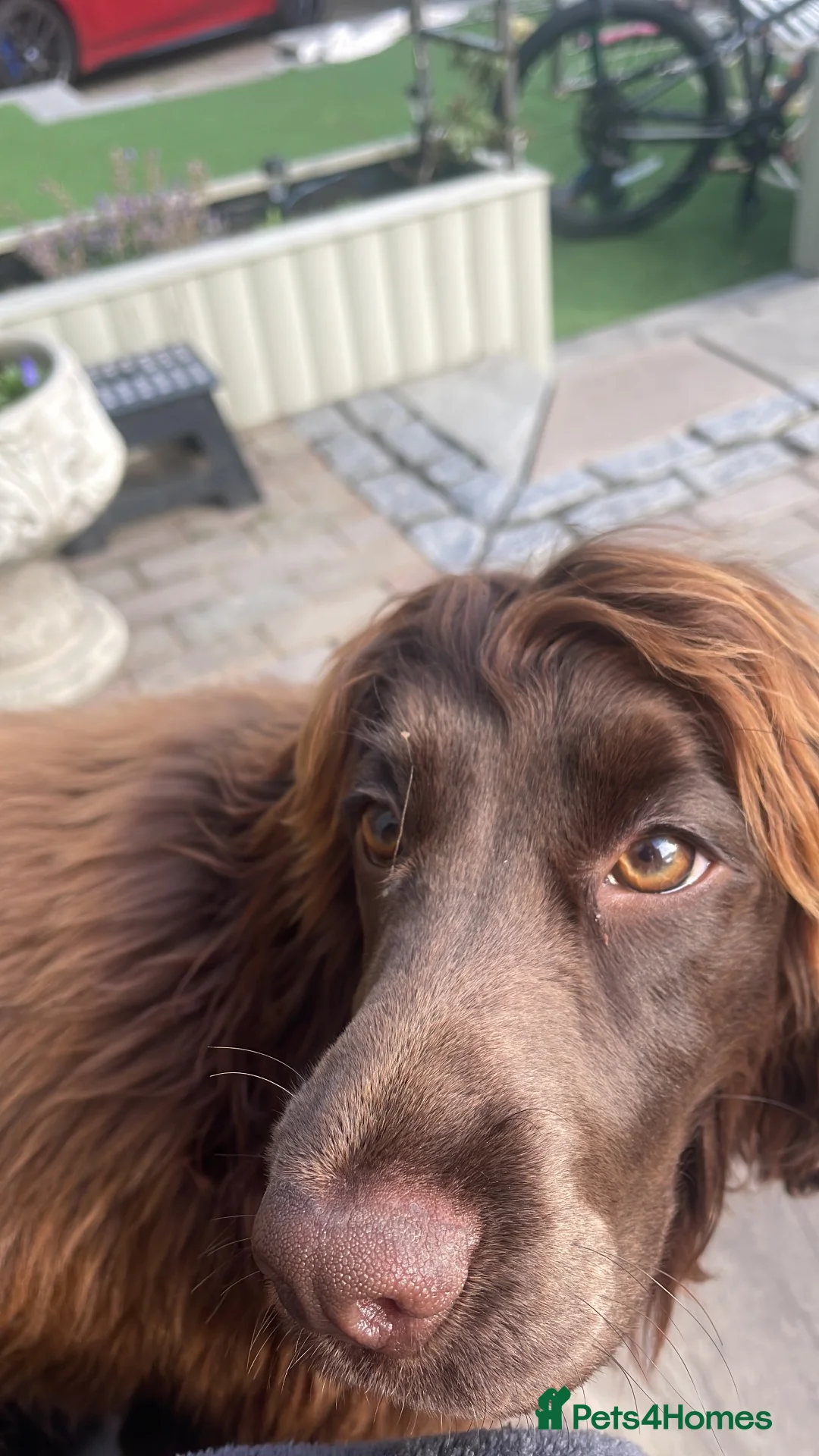 Cocker Spaniel dogs for sale: Cocker spaniel girl  - Advert 2