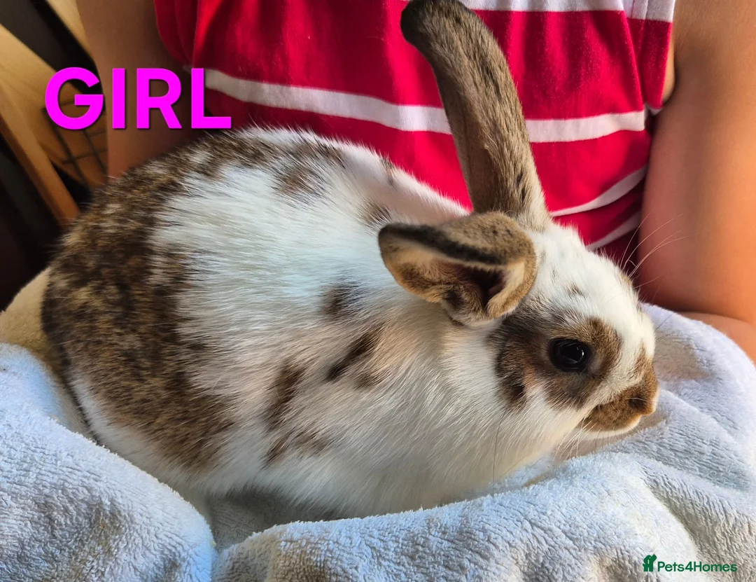 Mixed Breed rabbits for sale: Baby Bunnies for Sale........Baby Bunnies for Sale - Advert 6