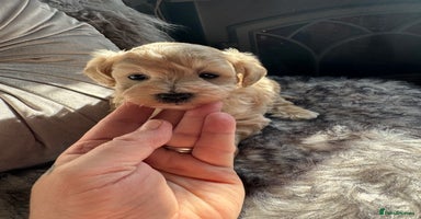 Maltipoo dogs - Advert 3