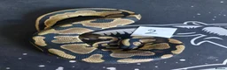 Python Snake reptiles for sale: Mixed royal python  - Advert 5