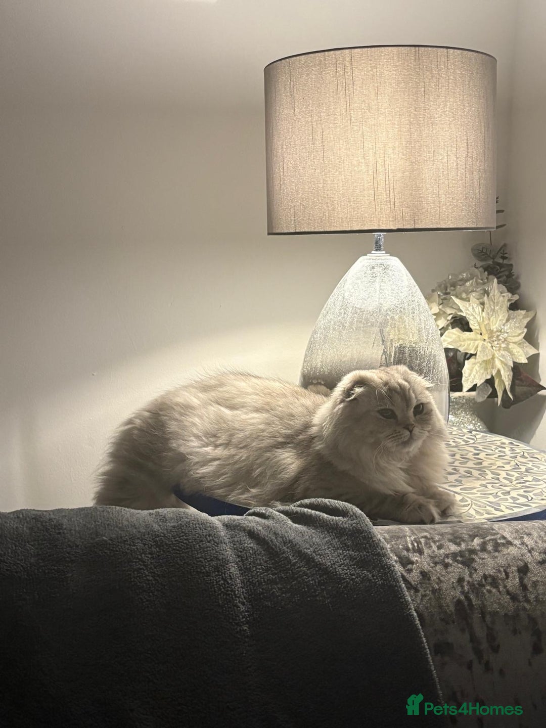 Scottish Fold cats for sale: Spayed ScottishFold Queen - Image 4