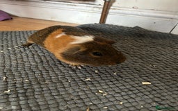 Guinea Pig rodents for sale: Guinea pigs for sale  - Image 1