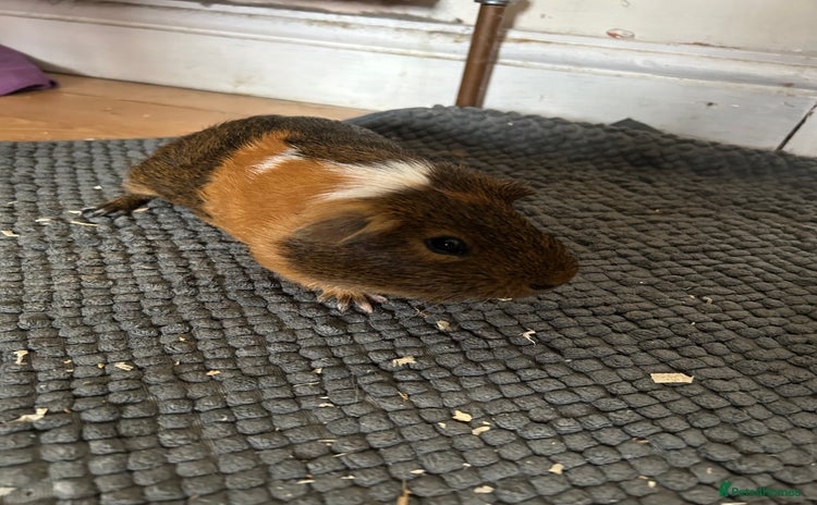 Guinea Pig rodents - Advert 14