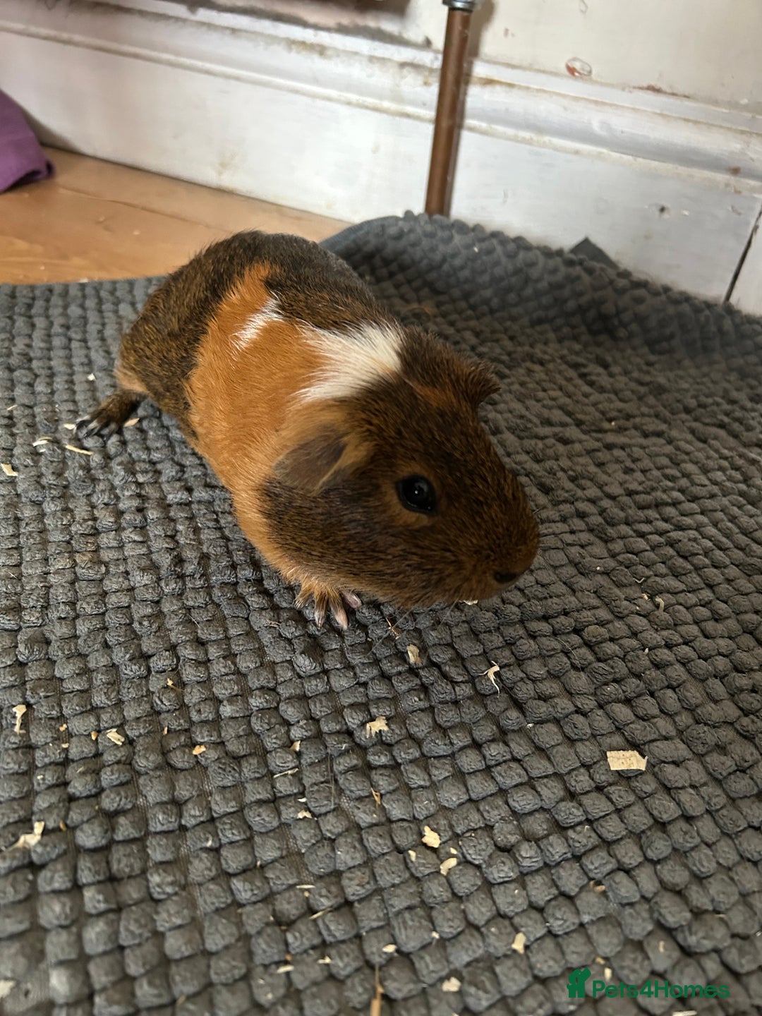 Guinea Pig rodents for sale: Guinea pigs for sale  - Image 1