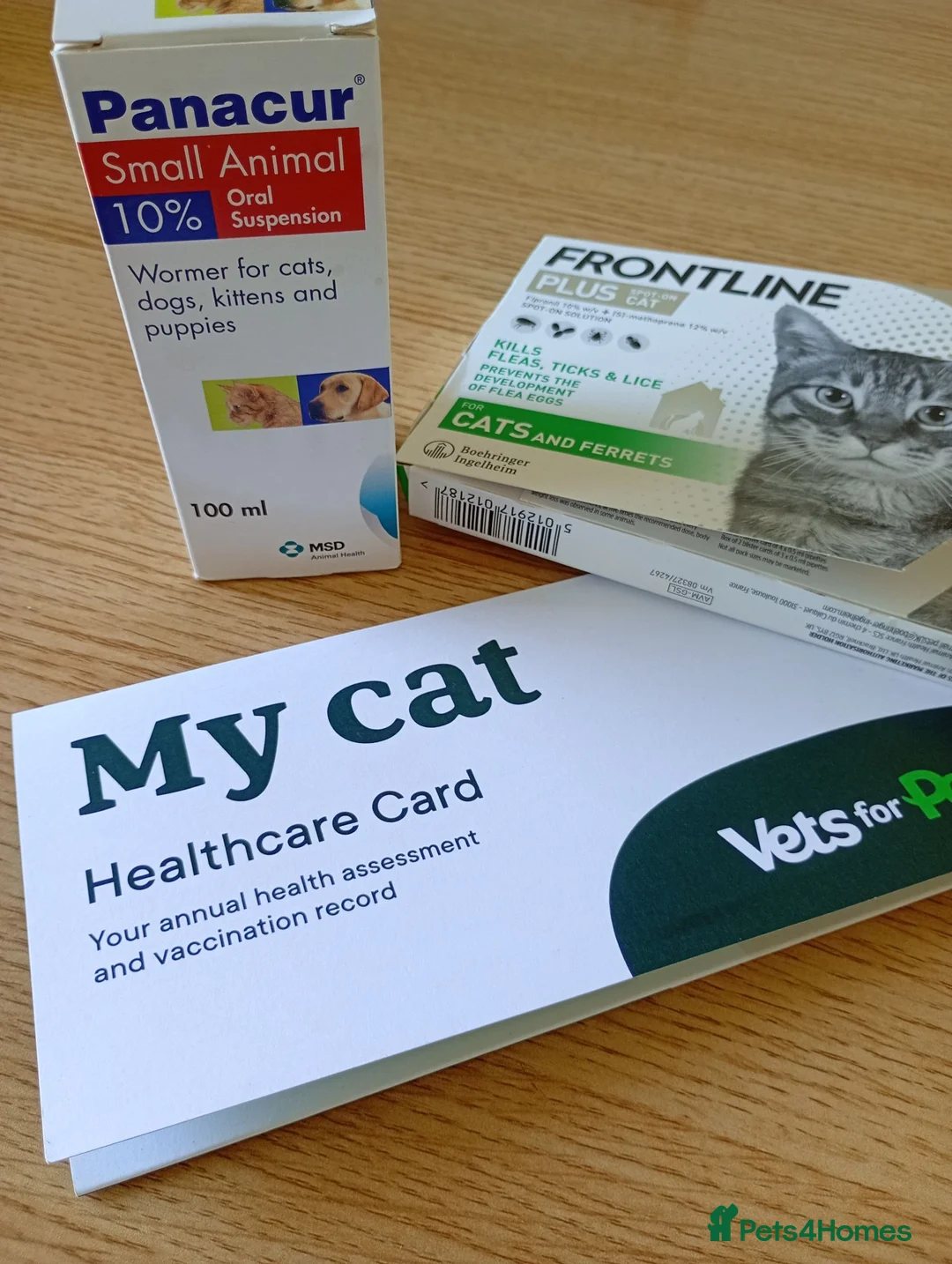 British Shorthair cats for sale: British shorthair X - Advert 4
