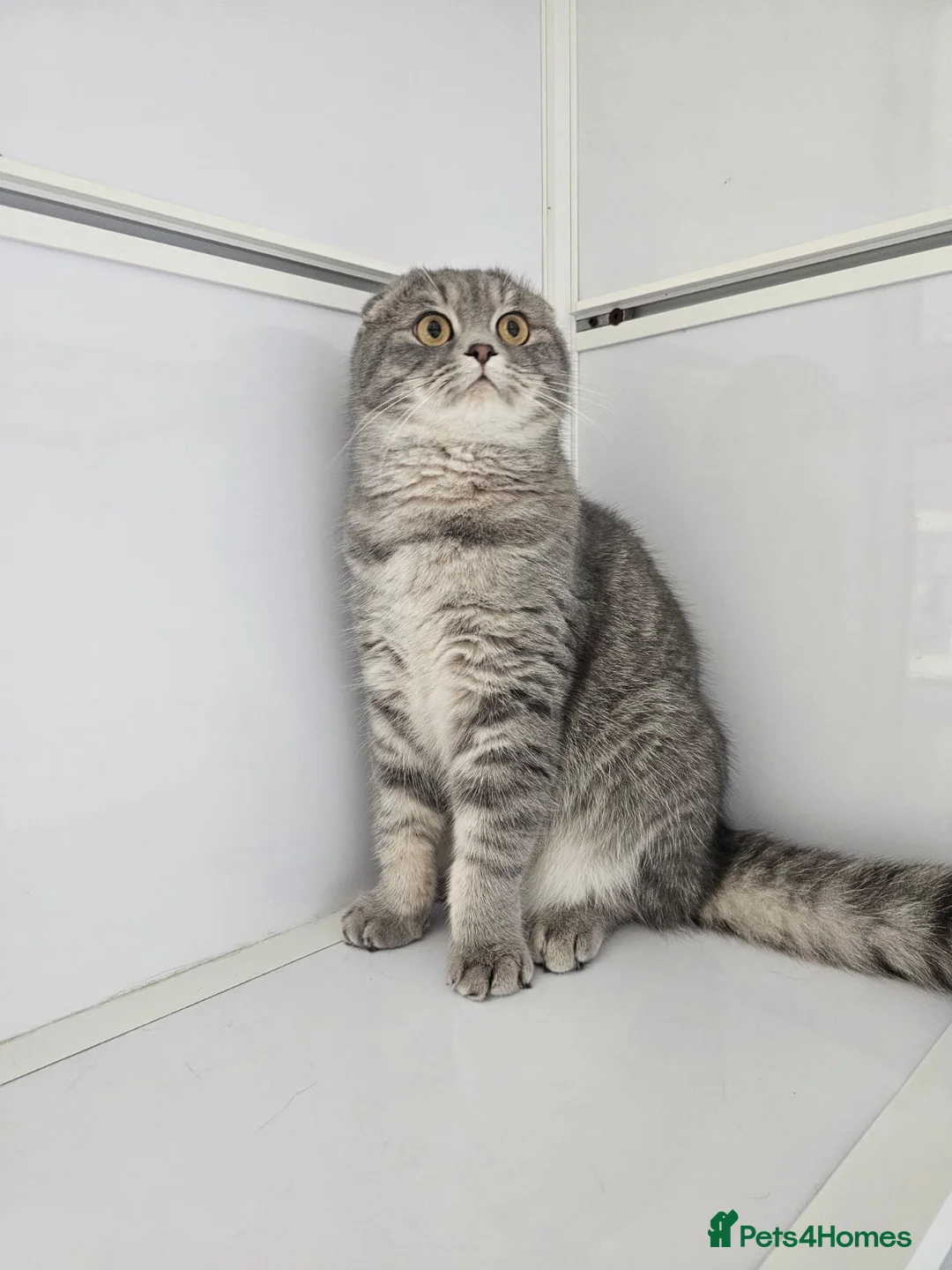 Scottish Fold cats for adoption: CHAO-HEALTHY HAPPY LAPCAT NEUTERED VACINATED - Advert 2