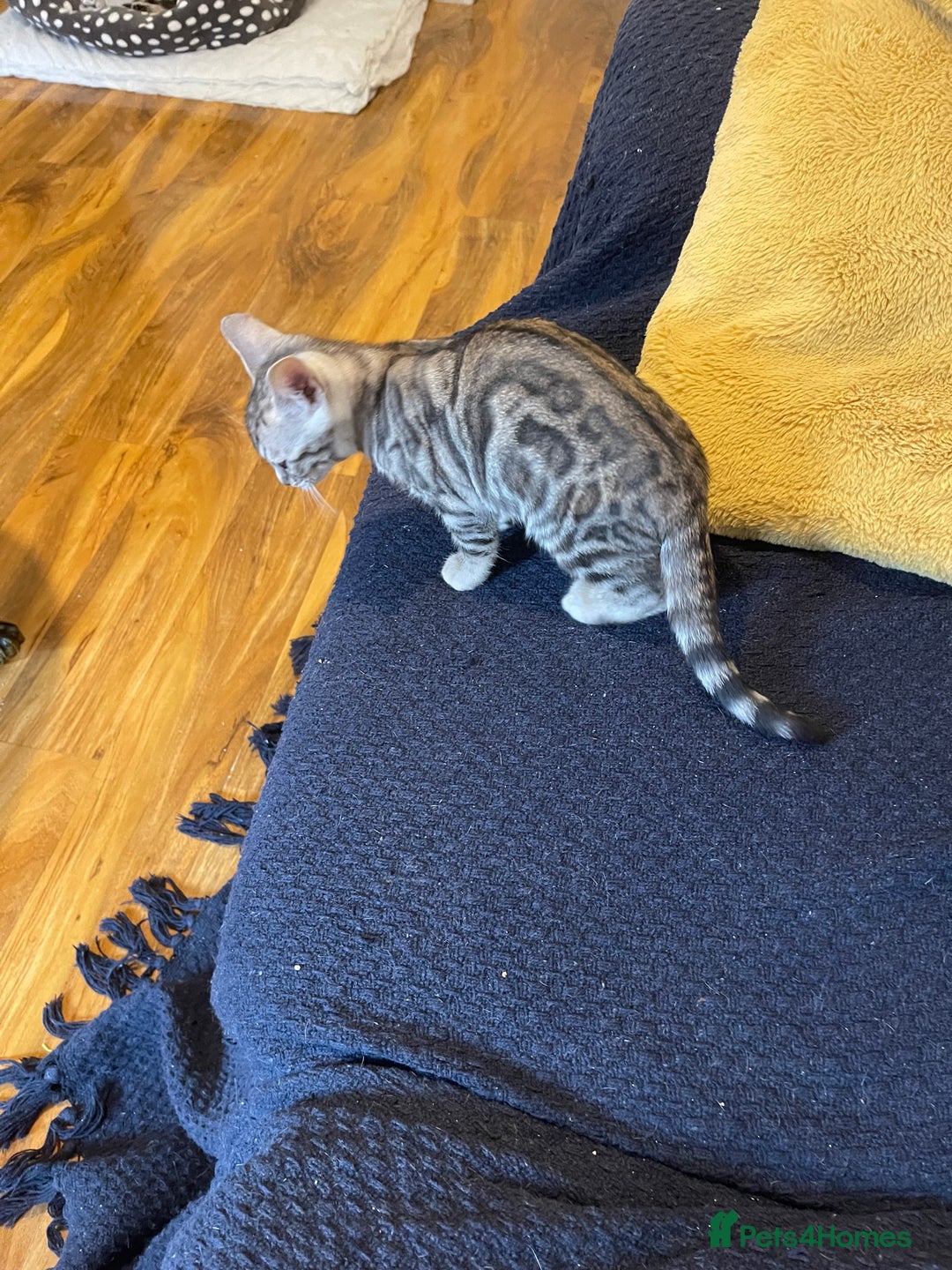 Bengal cats for sale: Silver charcoal bengals pets/queens/studs - Image 9