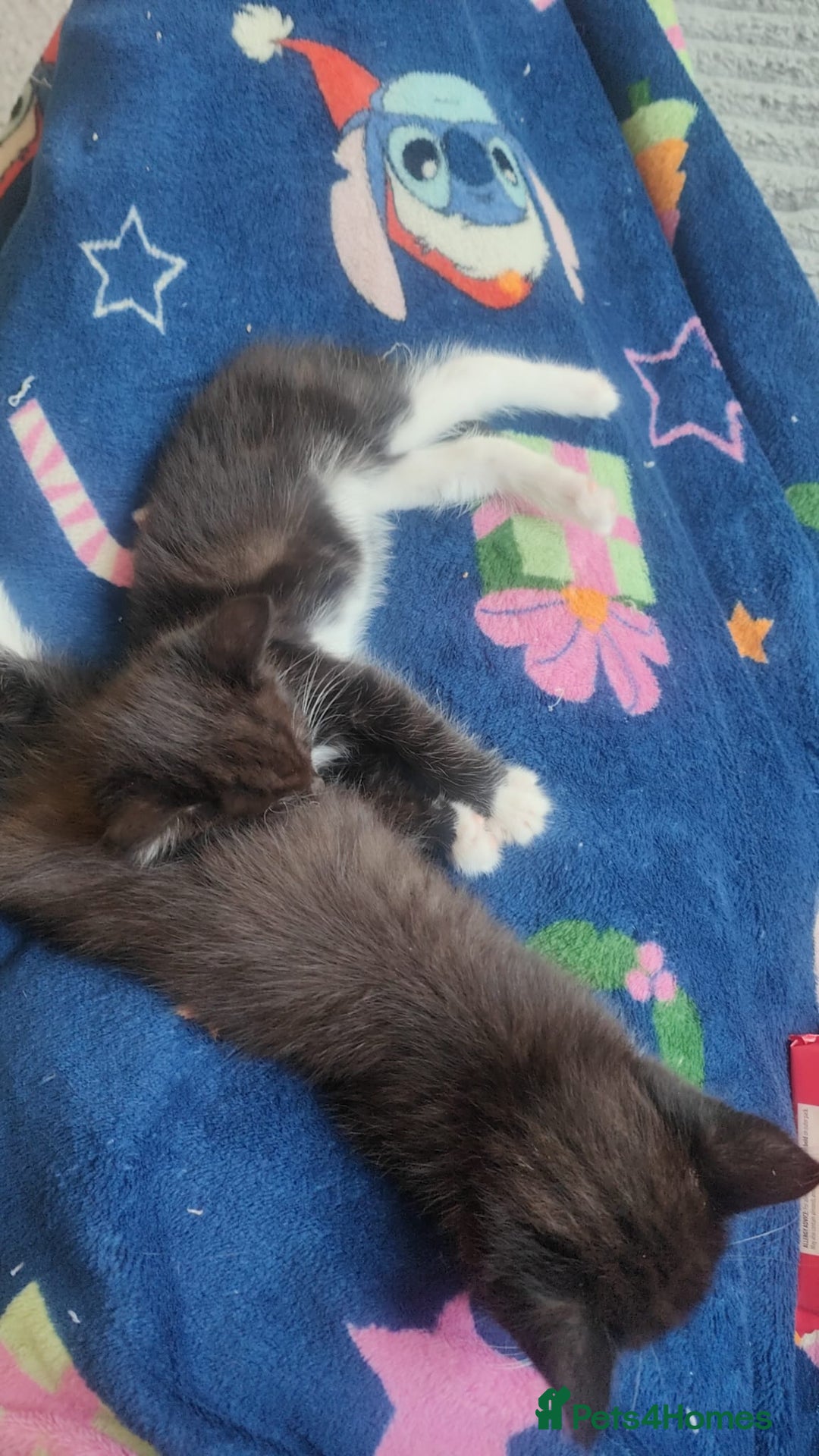 Mixed Breed cats for sale: Stunning,  fluffy black & white kittens - Image 7