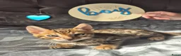 Bengal cats for sale: Pure bengal  kittens  in Welwyn Garden City - Advert 3