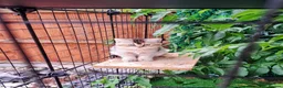 Scottish Fold cats for sale: Beautiful vaccinated scottish kittens  - Advert 3