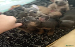 French Bulldog dogs for sale: Last 3 pups available !!Kc French bulldog puppy’s  - Image 13