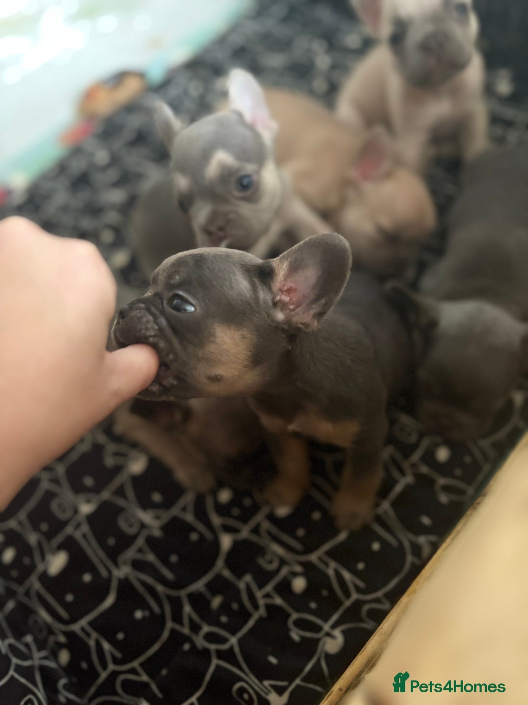 French Bulldog dogs for sale: Last 3 pups available !!Kc French bulldog puppy’s  - Image 13